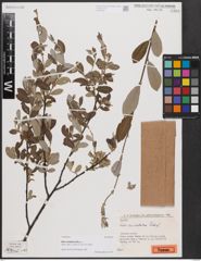 Foto von Salix cantabrica Rech. f.